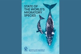 WCS Statement from CMS CoP14: First-Ever ‘State of the World’s Migratory Species’ Report Is Sobering News for Butterflies to Whales